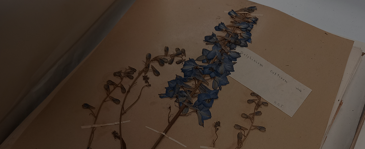 VIRTUAL HERBARIUM